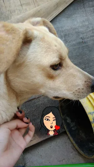 Cachorro raça Capa preta e vira-lata idade 1 ano nome Taylor