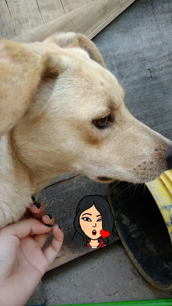 Cachorro ra a Capa preta e vira-lata idade 1 ano nome Taylor