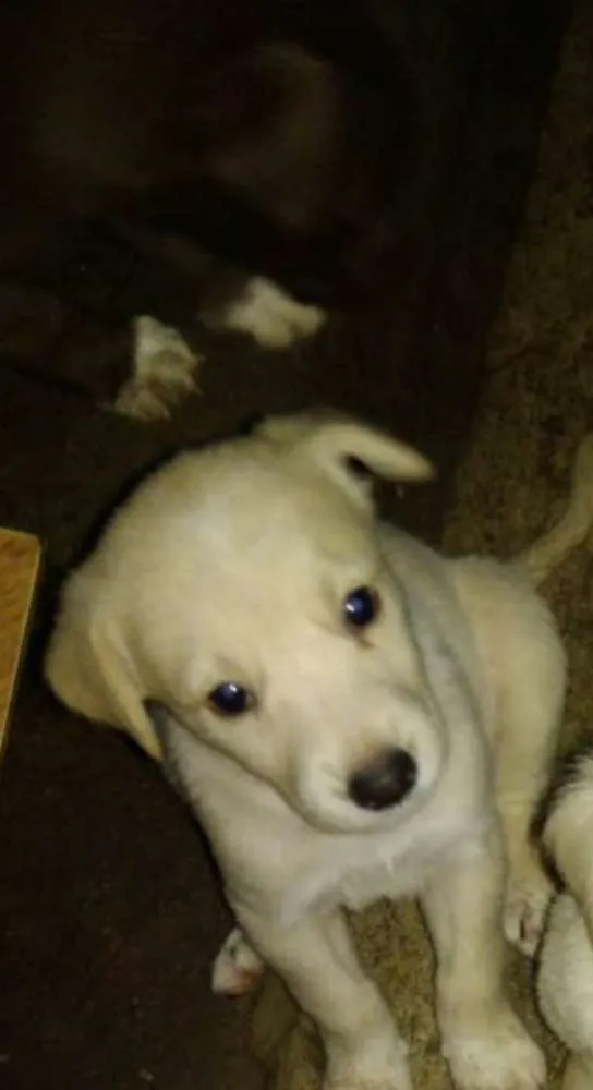 Cachorro ra a Capa preta e vira-lata idade Abaixo de 2 meses nome Alice