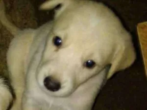 Cachorro raça Capa preta e vira-lata idade Abaixo de 2 meses nome Alice