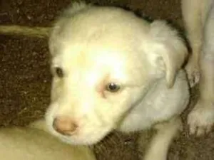 Cachorro raça Capa preta e vira-lata idade Abaixo de 2 meses nome Aline