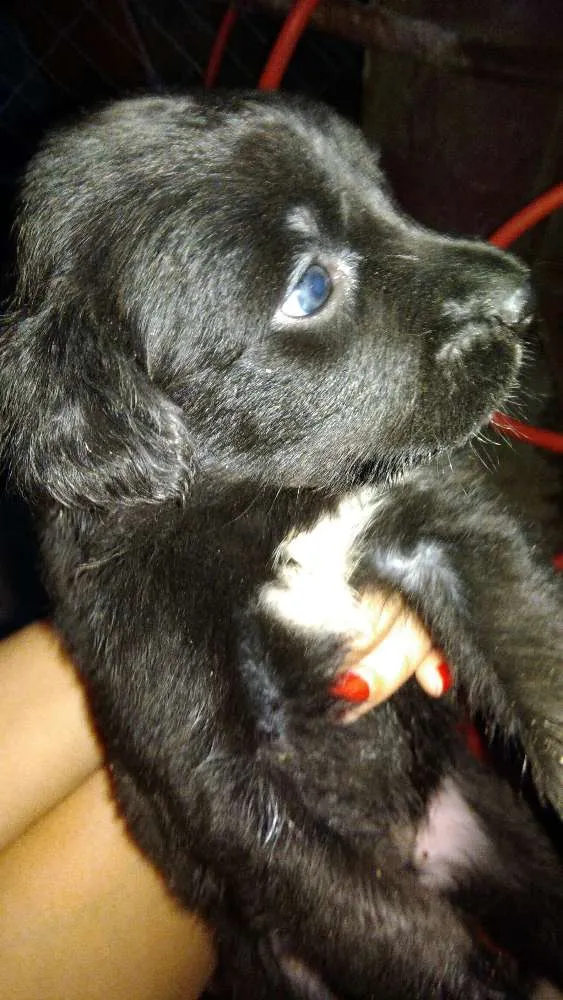Cachorro ra a Capa preta e vira-lata idade Abaixo de 2 meses nome Preta