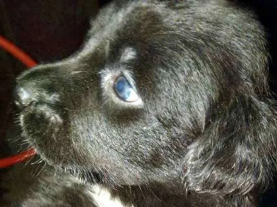 Cachorro ra a Capa preta e vira-lata idade Abaixo de 2 meses nome Preta