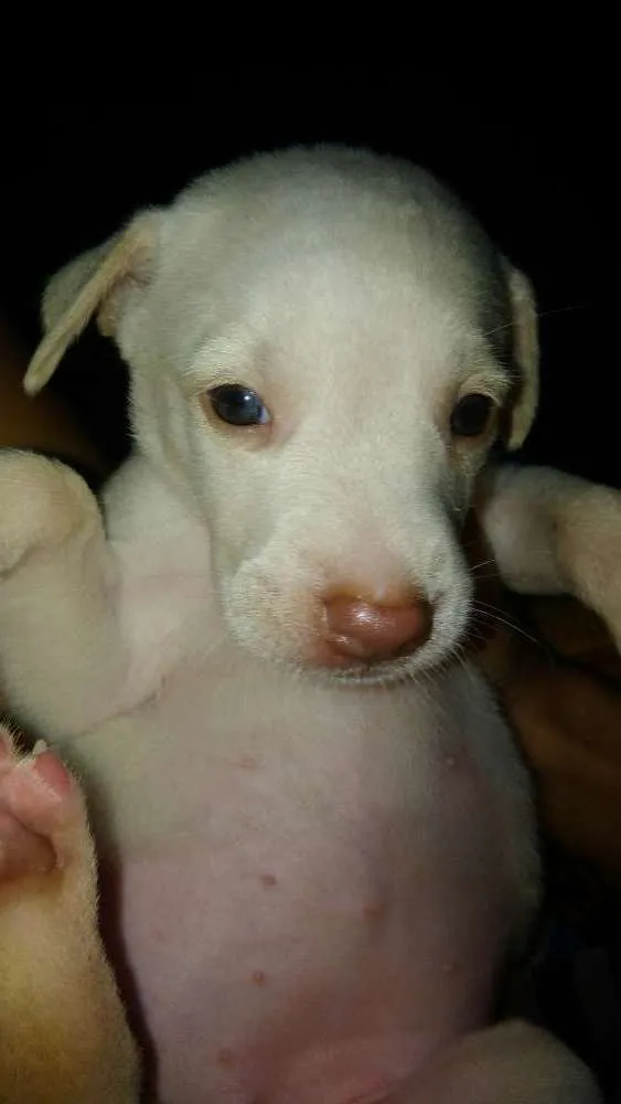 Cachorro ra a Capa preta e vira-lata idade Abaixo de 2 meses nome Branca