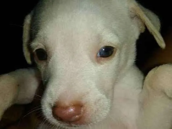 Cachorro ra a Capa preta e vira-lata idade Abaixo de 2 meses nome Branca