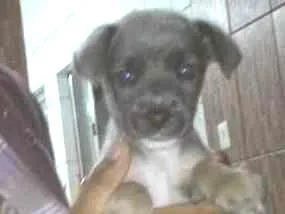 Cachorro ra a vira lata idade Abaixo de 2 meses nome pininho