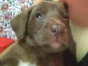 Cachorro raça Capa preta e vira-lata idade Abaixo de 2 meses nome Cacau