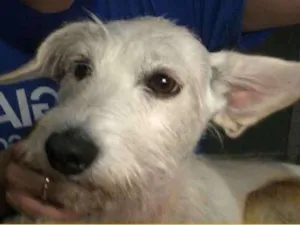 Cachorro raça SRD idade  nome Neve