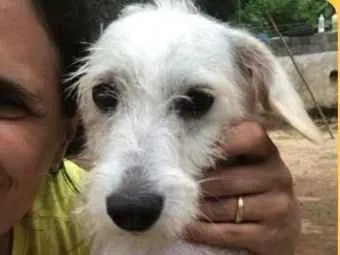 Cachorro ra a SRD idade  nome Neve