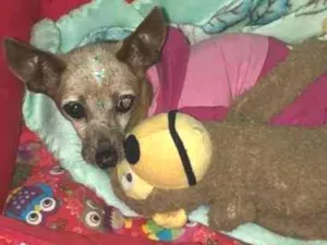 Cachorro raça Pinscher idade 6 ou mais anos nome Sofia