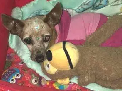 Cachorro ra a Pinscher idade 6 ou mais anos nome Sofia
