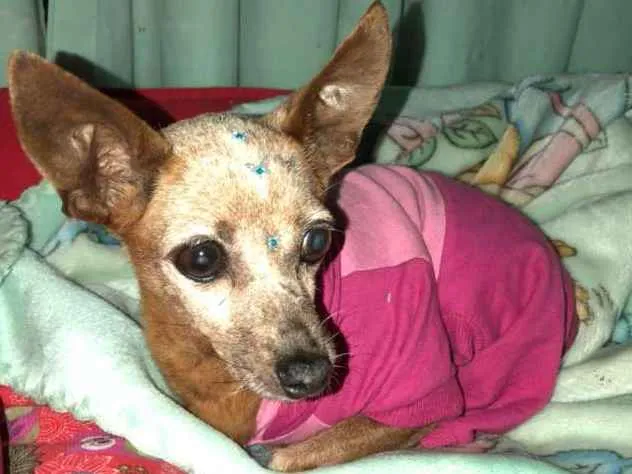 Cachorro ra a Pinscher idade 6 ou mais anos nome Sofia