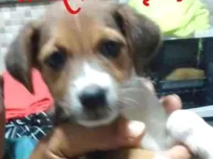 Cachorro raça SRD idade 2 a 6 meses nome Ariel
