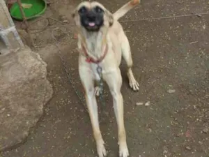 Cachorro raça nao definida idade 2 anos nome mel