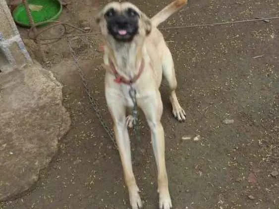 Cachorro ra a nao definida idade 2 anos nome mel