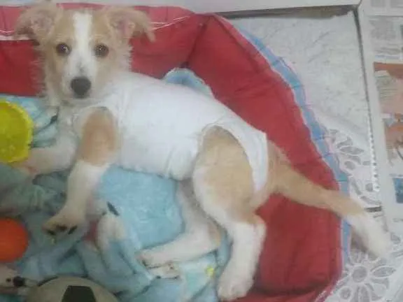 Cachorro ra a Srd idade 2 a 6 meses nome Megan