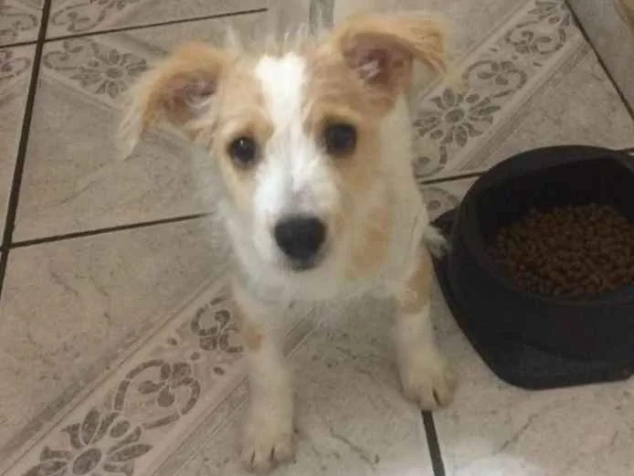 Cachorro ra a Srd idade 2 a 6 meses nome Megan