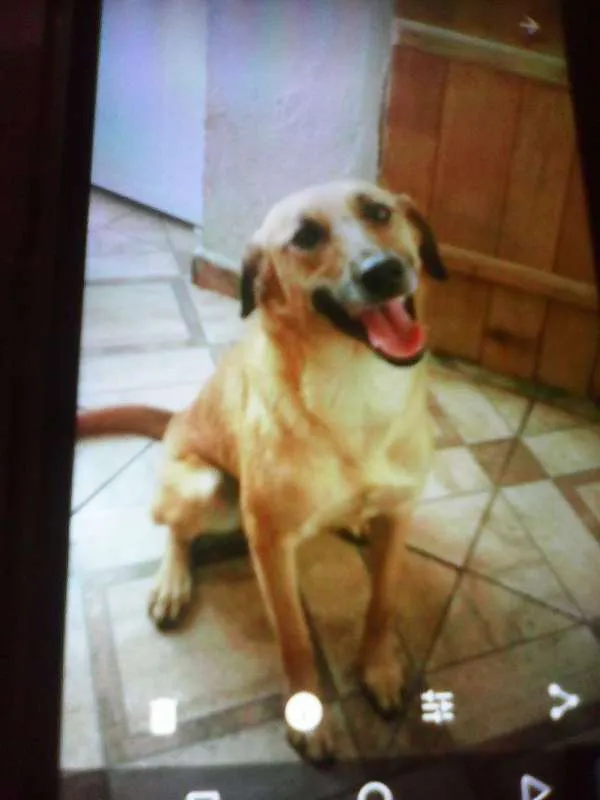 Cachorro ra a Viralata idade 3 anos nome Sansão