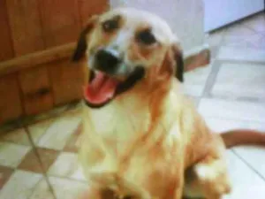 Cachorro raça Viralata idade 3 anos nome Sansão