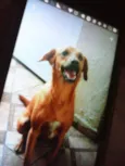 Dalila