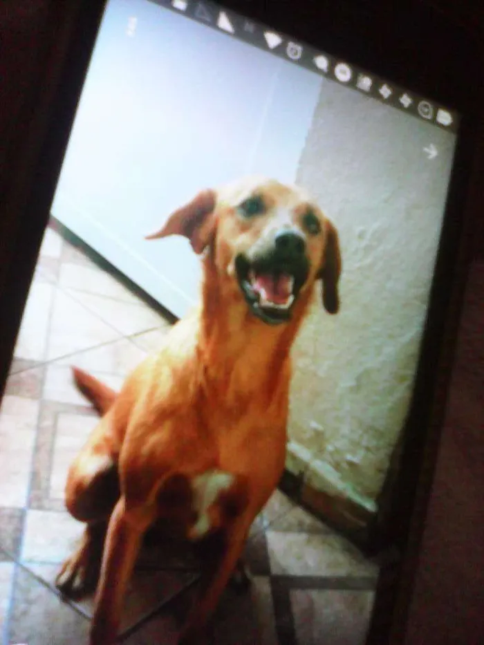 Cachorro ra a Viralata idade 3 anos nome Dalila