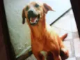 Dalila