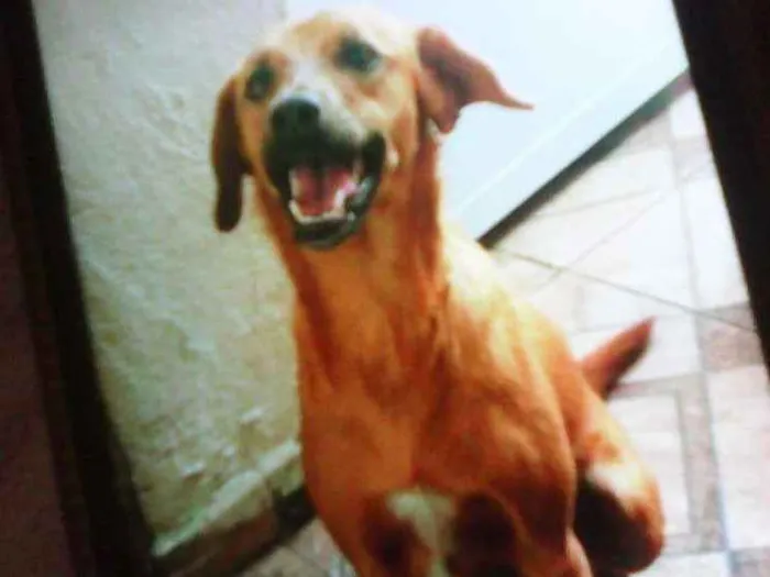 Cachorro ra a Viralata idade 3 anos nome Dalila