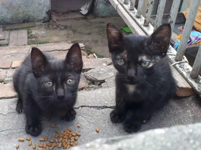Gato ra a SRD idade Abaixo de 2 meses nome Peludinhos