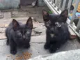 Peludinhos