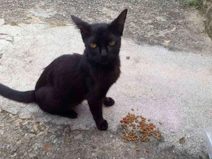 Gato ra a SRD idade 2 a 6 meses nome Violeta
