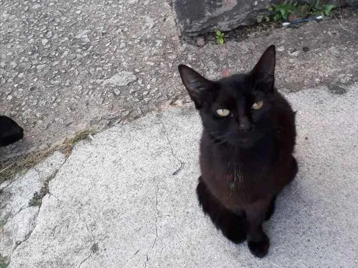 Gato ra a SRD idade 2 a 6 meses nome Violeta