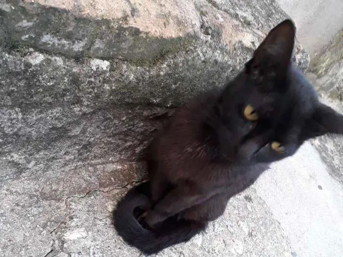Gato ra a SRD idade 2 a 6 meses nome Violeta