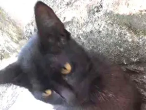 Gato raça SRD idade 2 a 6 meses nome Violeta