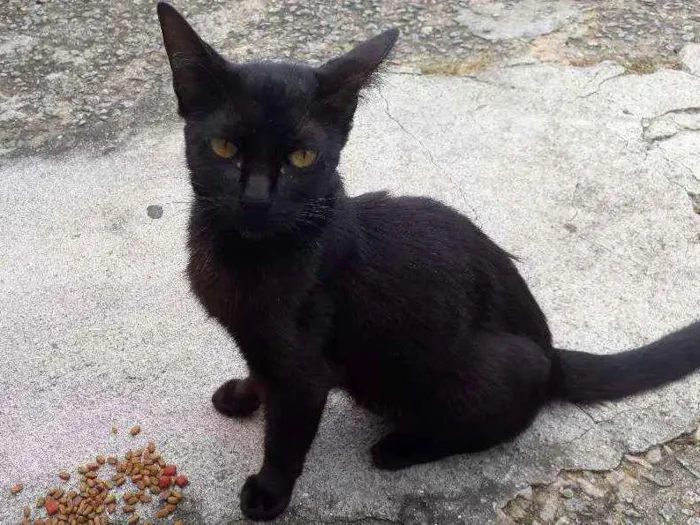 Gato ra a SRD idade 2 a 6 meses nome Violeta