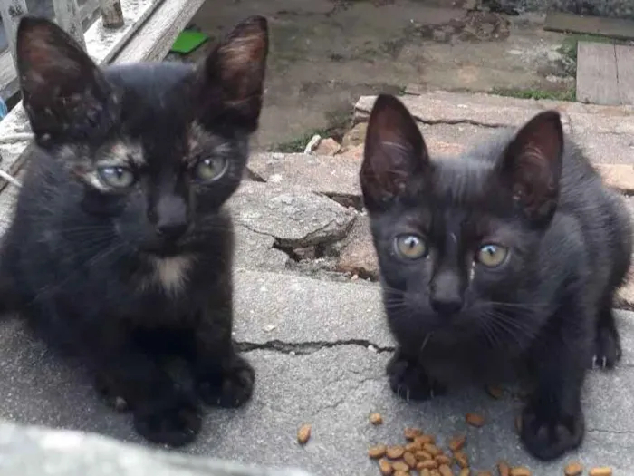 Gato ra a SRD idade Abaixo de 2 meses nome Peludinhos