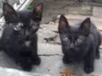 Peludinhos