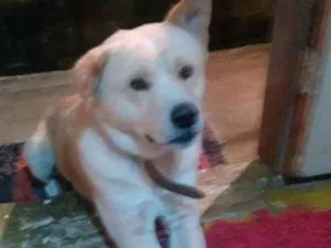 Cachorro raça Akita idade 1 ano nome Marley