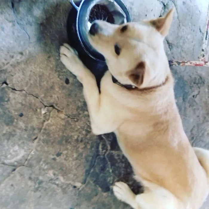 Cachorro raça Akita idade 1 ano nome Marley