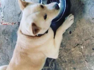 Cachorro raça Akita idade 1 ano nome Marley
