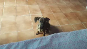 Cachorro raça  idade 2 a 6 meses nome Sid
