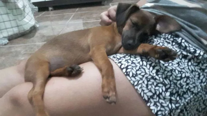 Cachorro ra a  idade 2 a 6 meses nome Sid