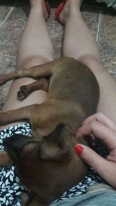 Cachorro ra a  idade 2 a 6 meses nome Sid