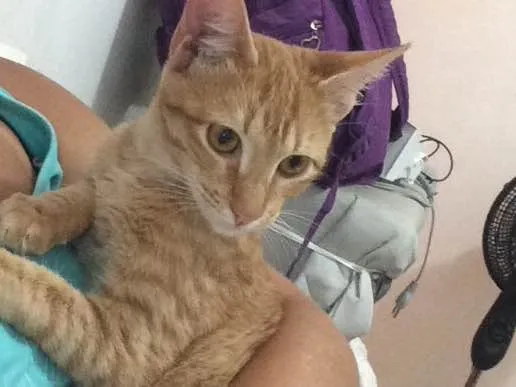 Gato ra a SRD idade 2 a 6 meses nome Mingau