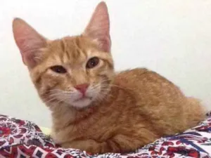 Gato raça SRD idade 2 a 6 meses nome Mingau