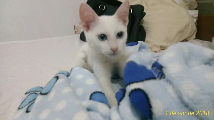 Gato ra a SRD idade 2 a 6 meses nome Mia