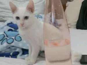 Gato raça SRD idade 2 a 6 meses nome Mia