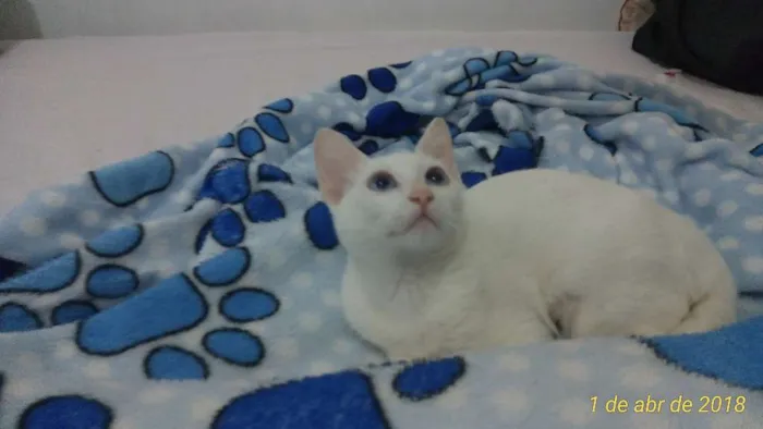 Gato ra a SRD idade 2 a 6 meses nome Mia