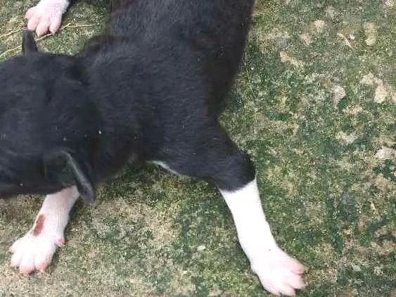 Cachorro raça Sem raça definida idade Abaixo de 2 meses nome Filhotes
