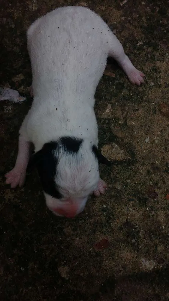 Cachorro raça Sem raça definida idade Abaixo de 2 meses nome Filhotes