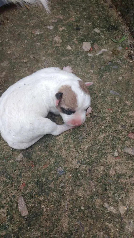 Cachorro raça Sem raça definida idade Abaixo de 2 meses nome Filhotes